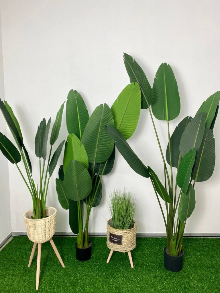 PREMIUM TREE BANANA_2