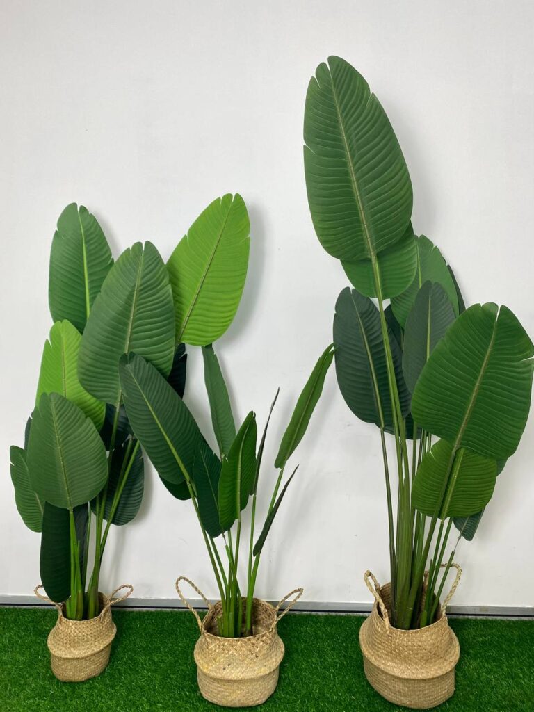 PREMIUM TREE BANANA_1