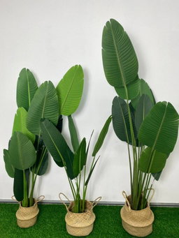 PREMIUM TREE BANANA