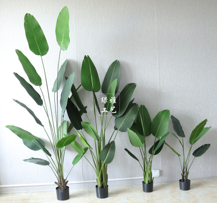 PREMIUM TREE BANANA_3