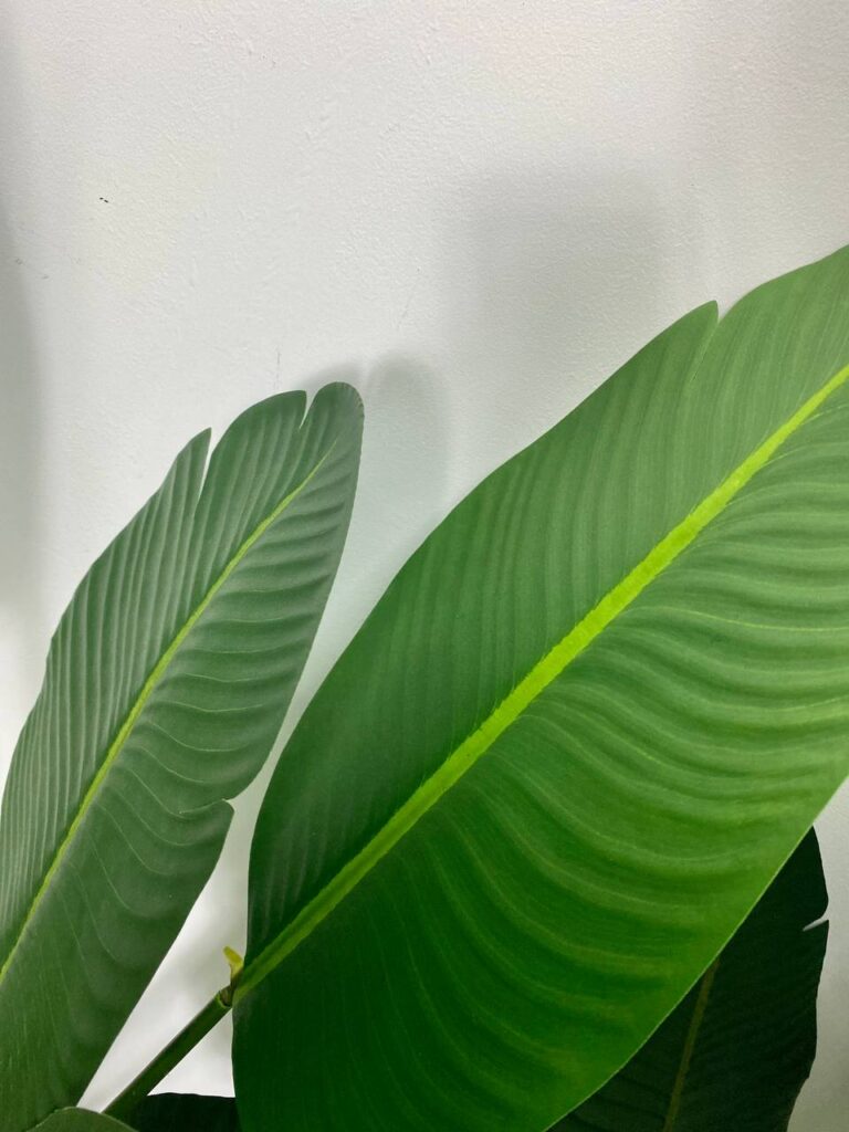 PREMIUM TREE BANANA_4