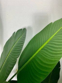 PREMIUM TREE BANANA