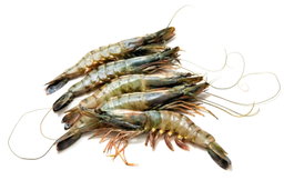 Prawns
