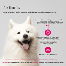 CannaMax Gold CBD Oil For Dogs and Cats 600mg 30ml