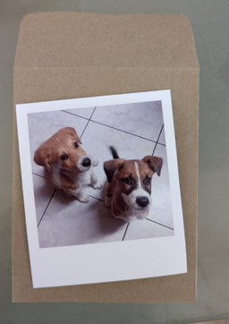 Standard Polaroid Prints
