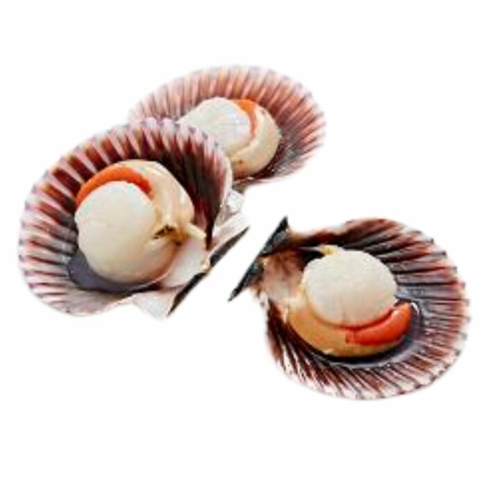 Scallops Half Shell_0