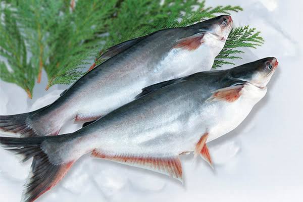 Catfish / Pangasius_0