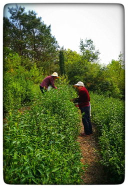 Green Tea organic fair trade Longjing (Dragon Well) 明前龍井(有機公平貿易)