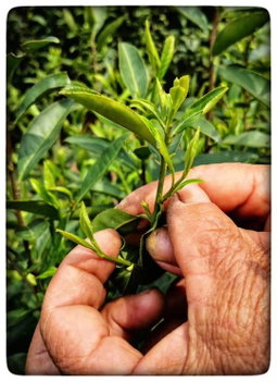 Green Tea organic fair trade Longjing (Dragon Well) 明前龍井(有機公平貿易)