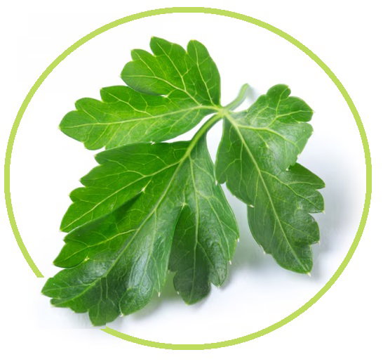 Cilantro _2