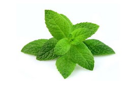 Mint  