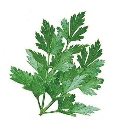 Parsley - Italian  _0
