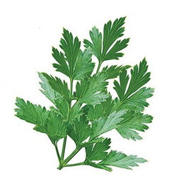 Parsley - Italian  