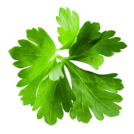 Cilantro _0