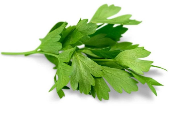 Cilantro _1