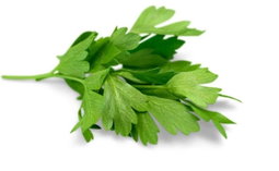 Cilantro 