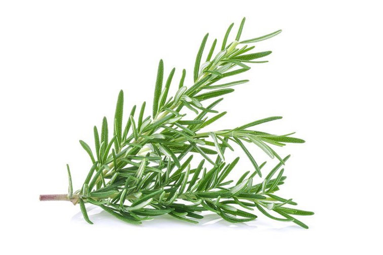 Rosemary 