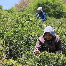 Green Tea Organic fair trade Wild Mountain 婺綠野山 (有機公平貿易) 
