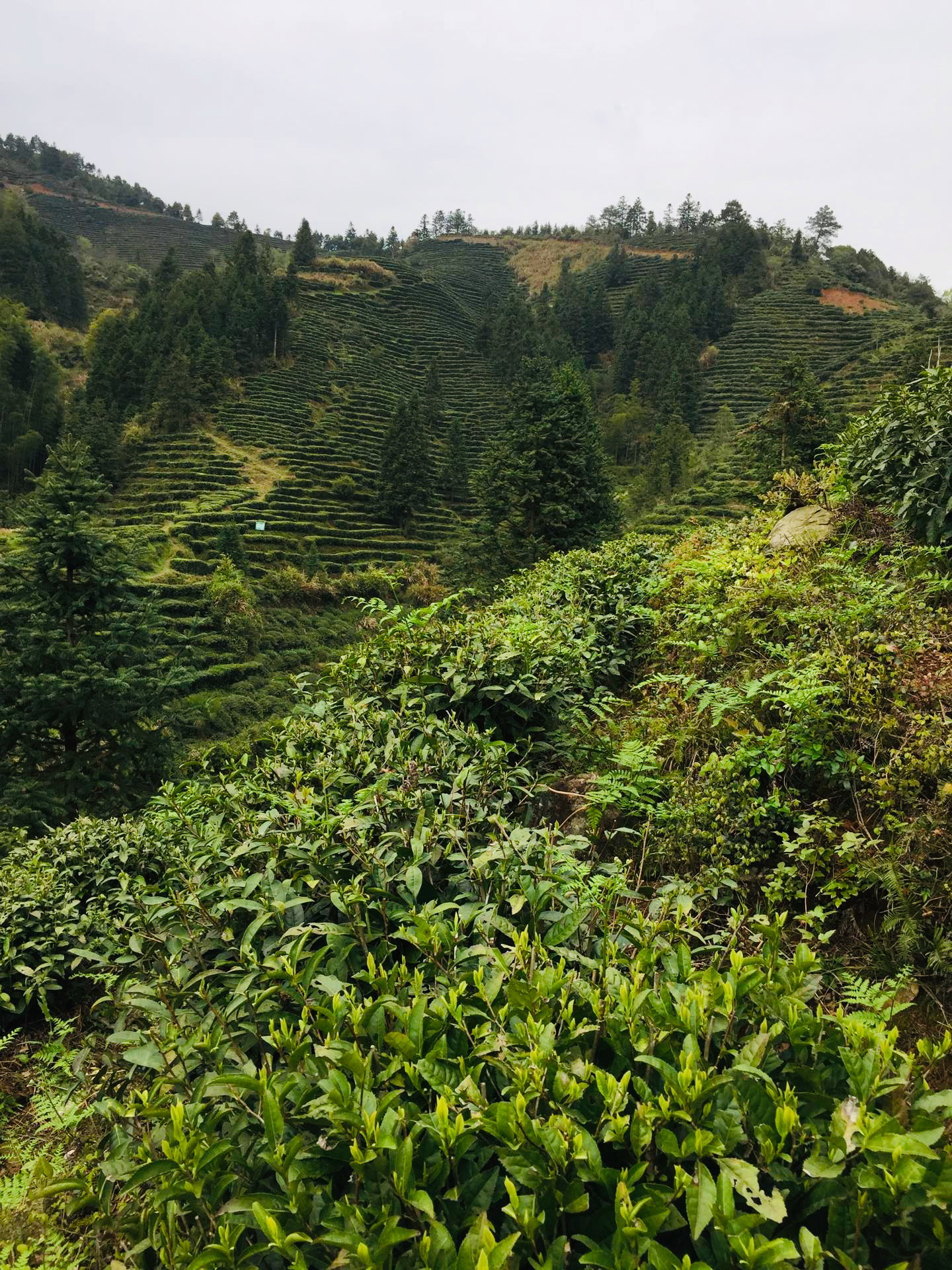 Green Tea Organic fair trade Wild Mountain 婺綠野山 (有機公平貿易) _4