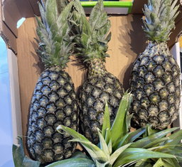 Cotonou pineapple X 1