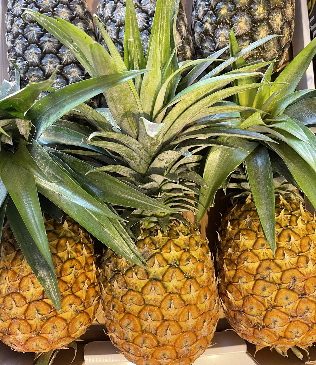 Bendel pineapple X 1