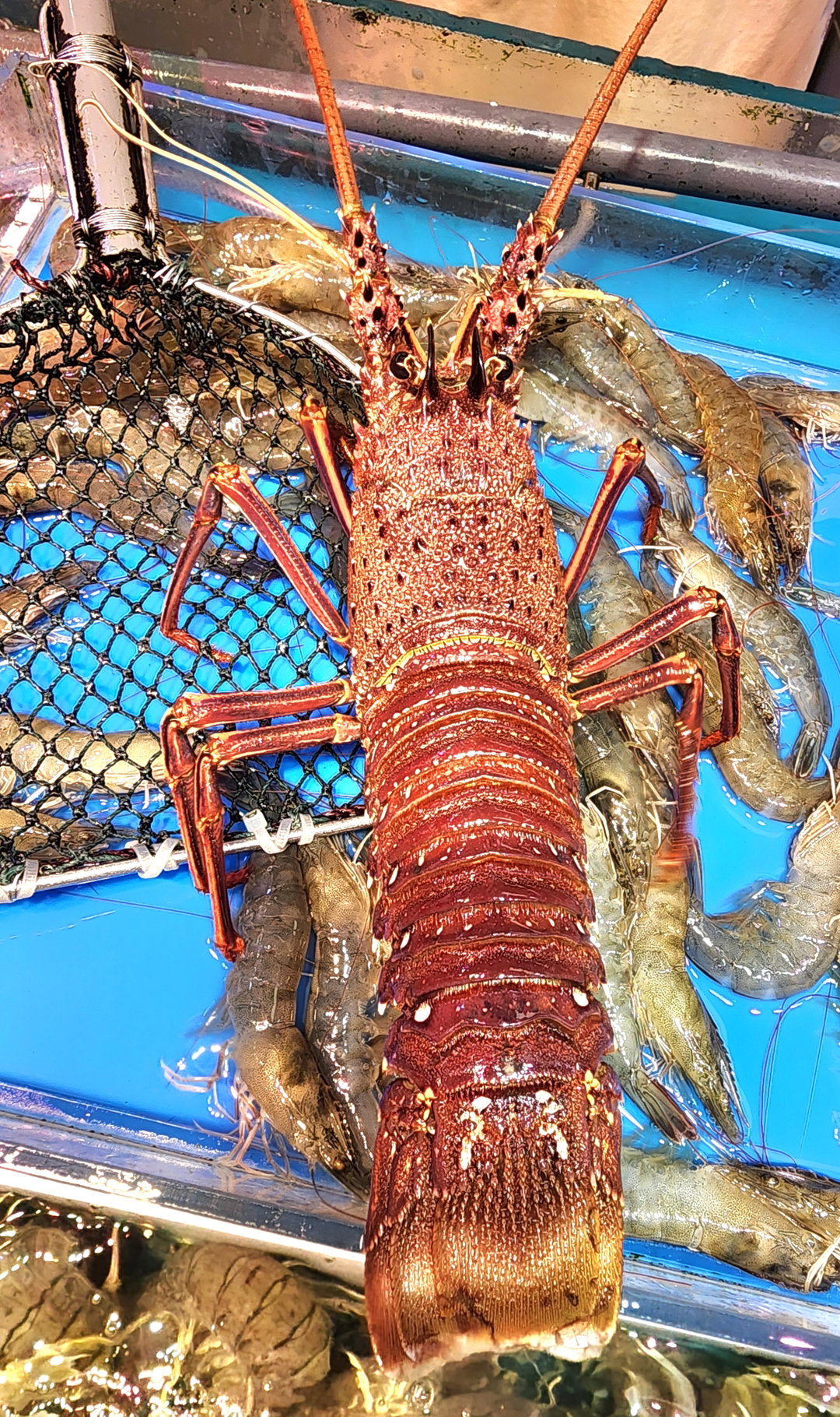 西澳龍蝦🦞（隻）（大/細size）