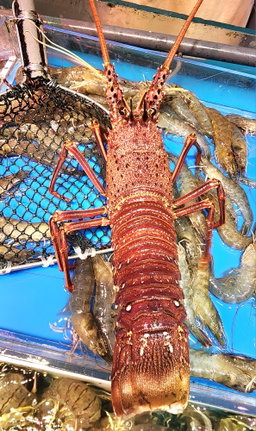 西澳龍蝦🦞（隻）（大/細size）