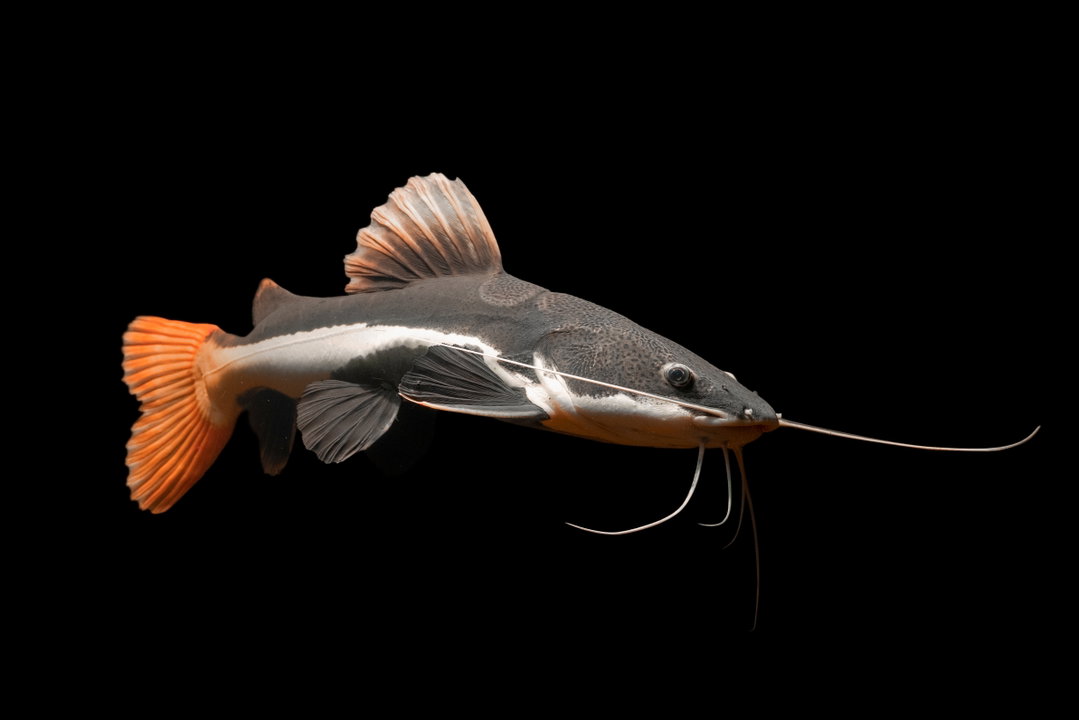 Red Tail Catfish