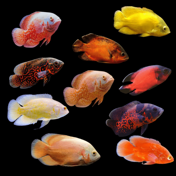 Assorted Oscar 5-6cm_0