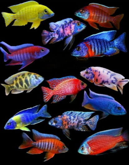 OB Peacock (Assorted)