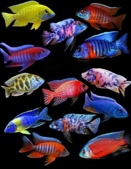 OB Peacock (Assorted) 