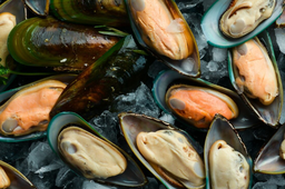 Mussels