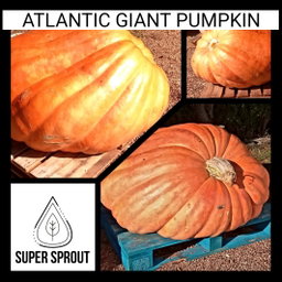 ATLANTIC GIANT PUMPKIN  x 3 seeds 