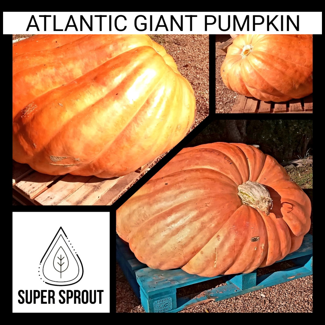ATLANTIC GIANT PUMPKIN  x 3 seeds _2