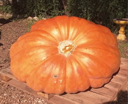 ATLANTIC GIANT PUMPKIN  x 3 seeds 