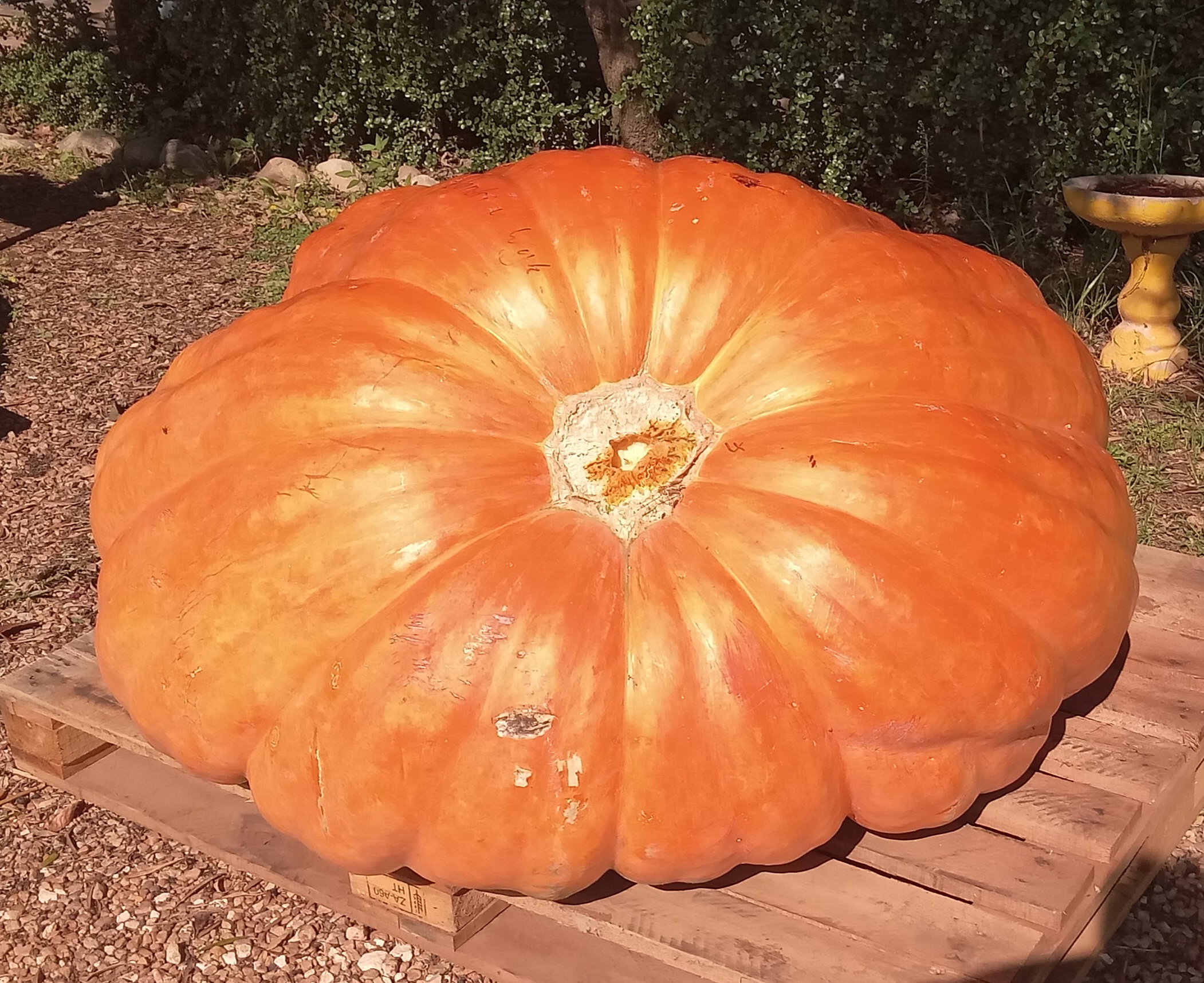 ATLANTIC GIANT PUMPKIN  x 3 seeds _3