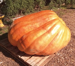 ATLANTIC GIANT PUMPKIN  x 3 seeds 