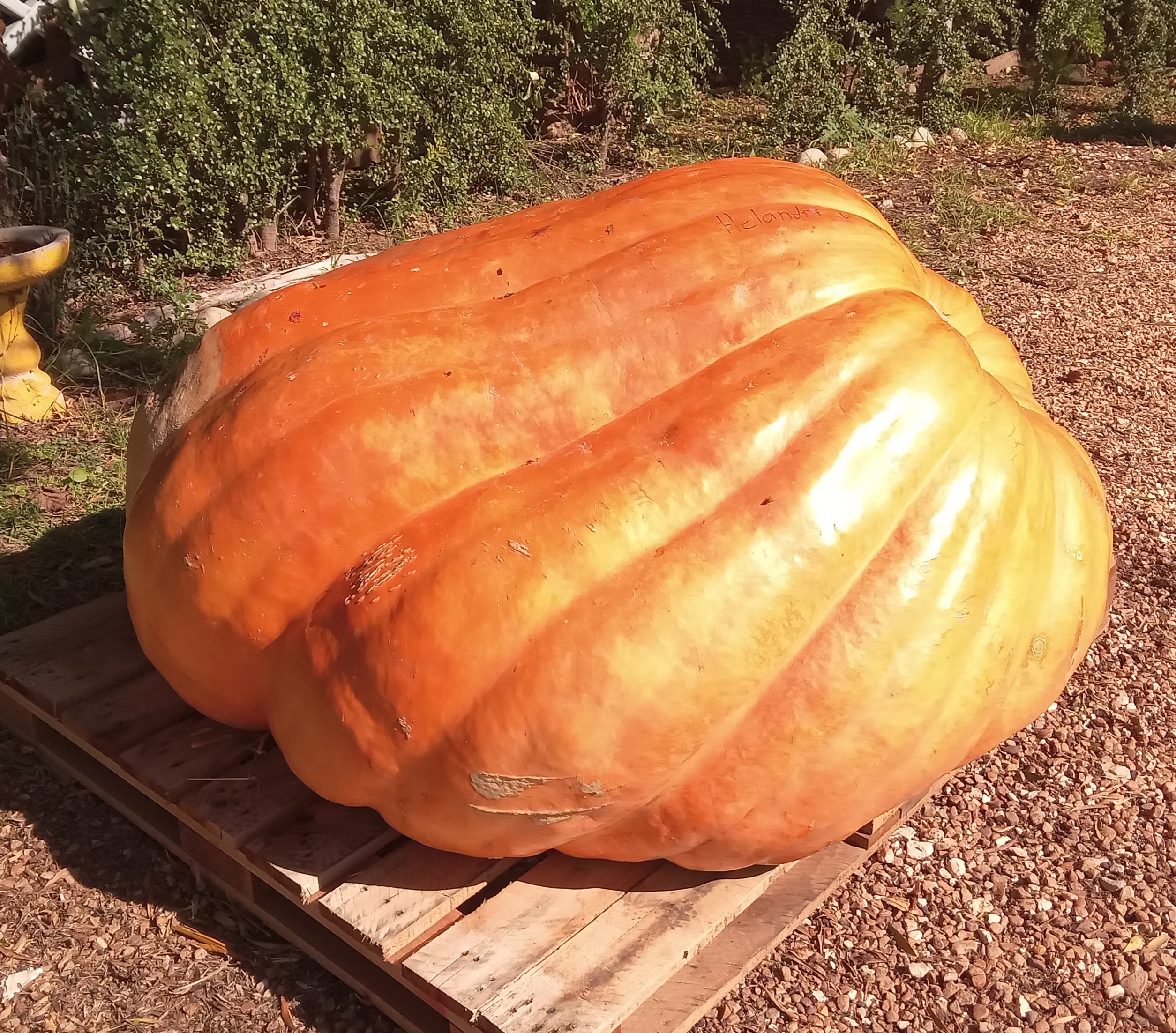 ATLANTIC GIANT PUMPKIN  x 3 seeds _4