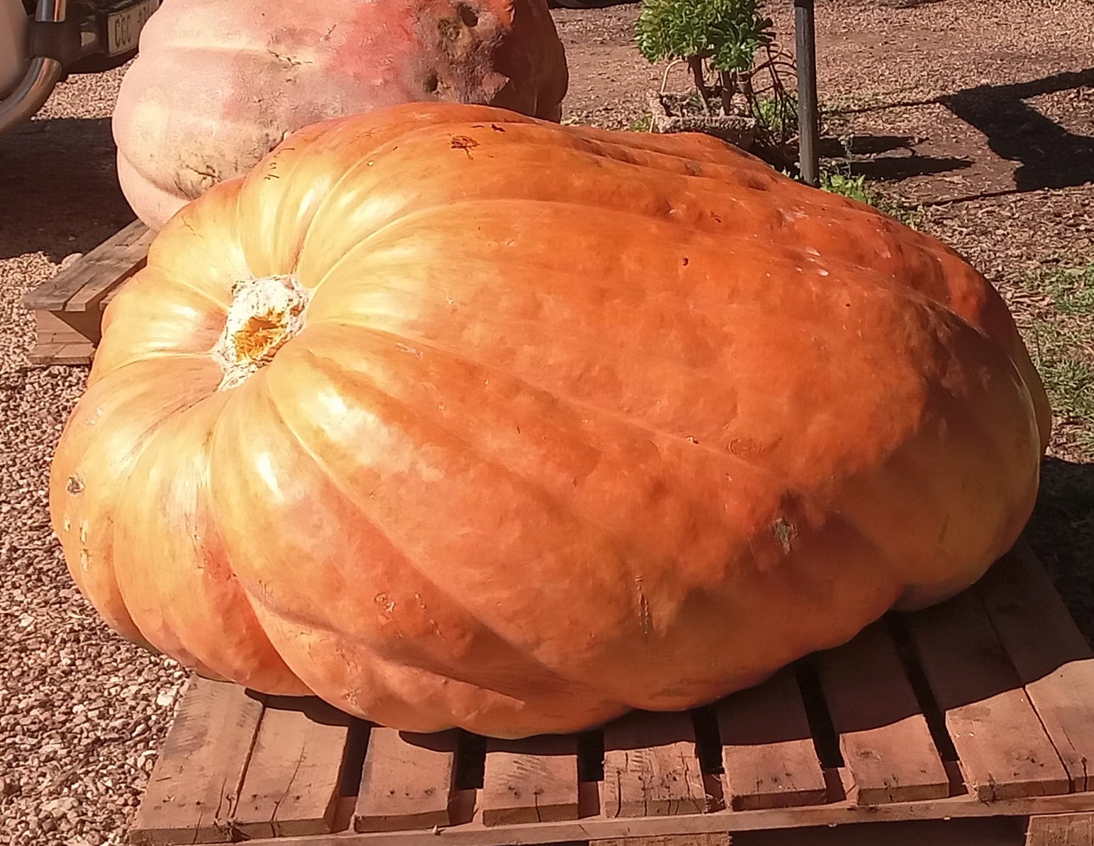 ATLANTIC GIANT PUMPKIN  x 3 seeds _5