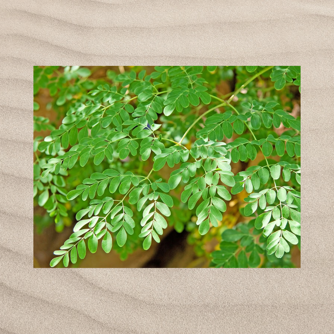 Pokok Kelor Daun Mungga Herba Moringa Oleifera Leaf 100 gram rm10_3