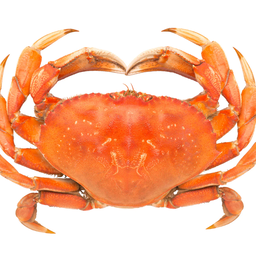 Namibian Golden Crab