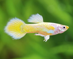 German Gold Guppy (high grade)