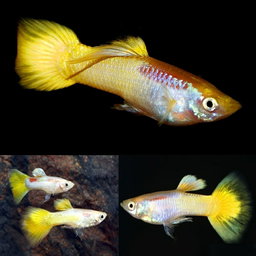 German Gold Guppy (high grade)