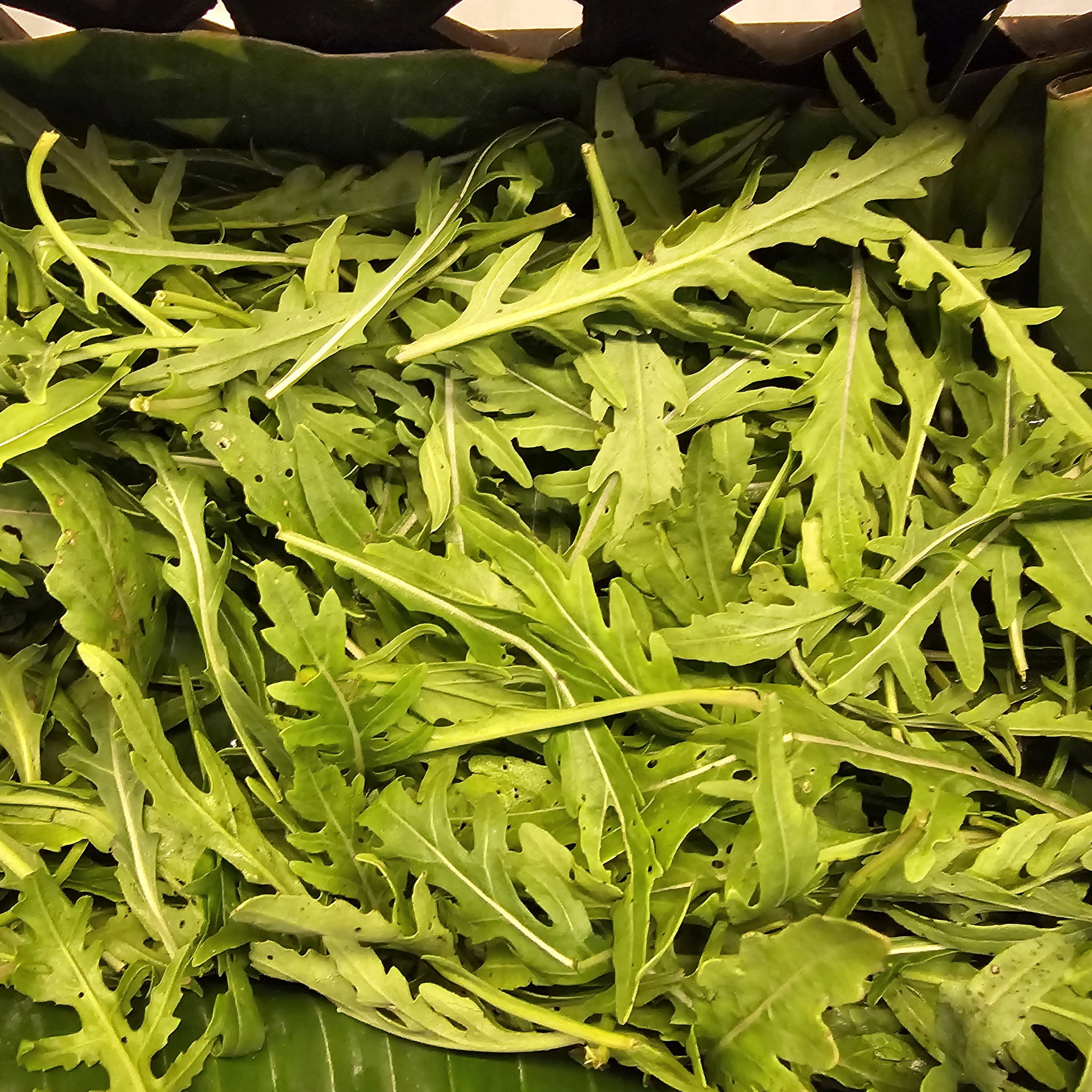 Rocket Salad/Arugula ລັອກແກັດ_2