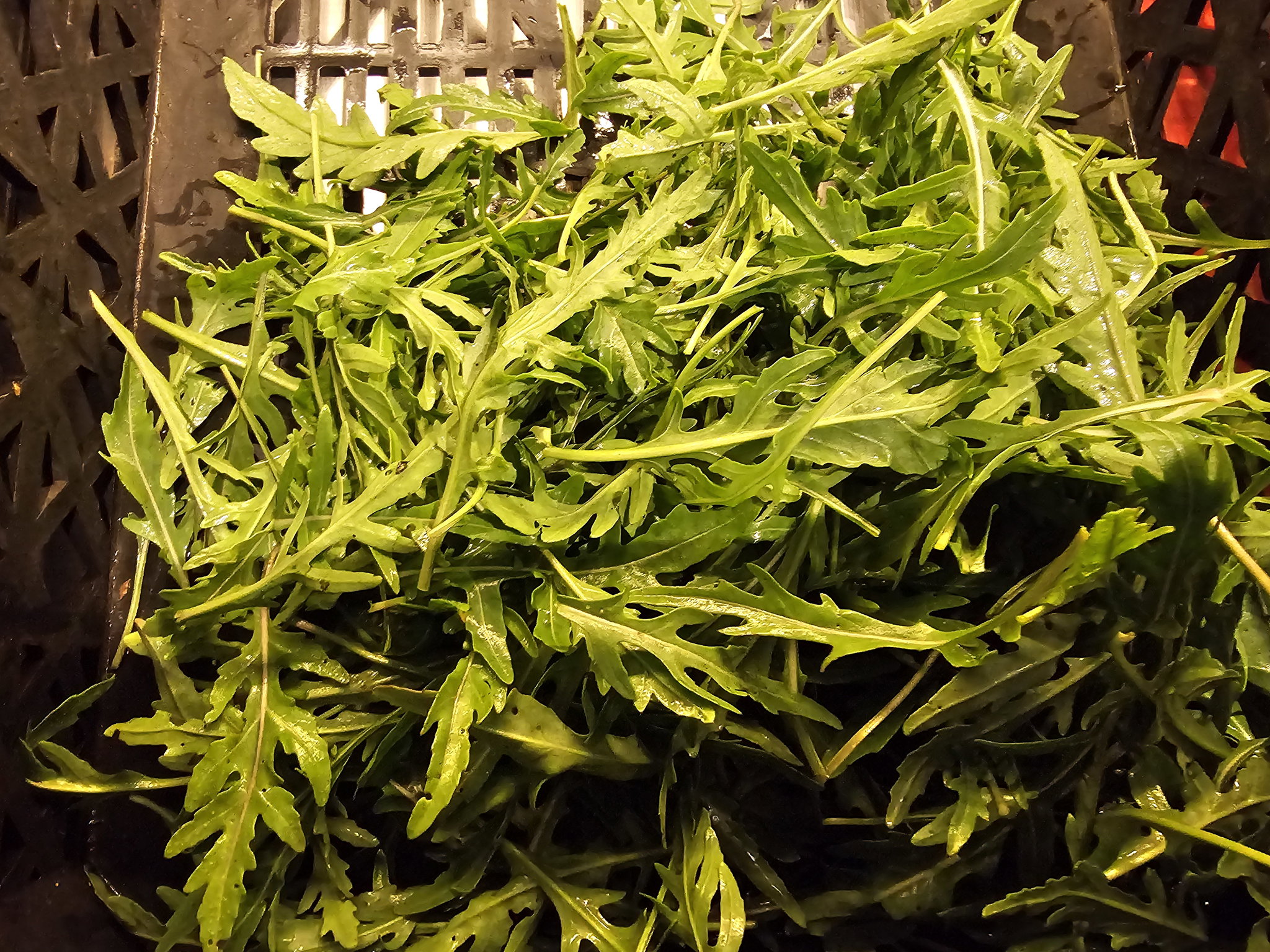 Rocket Salad/Arugula ລັອກແກັດ_1