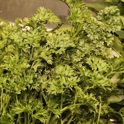 Parsley ພາສເລ່