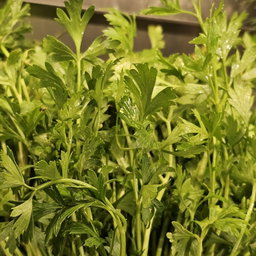 Parsley ພາສເລ່