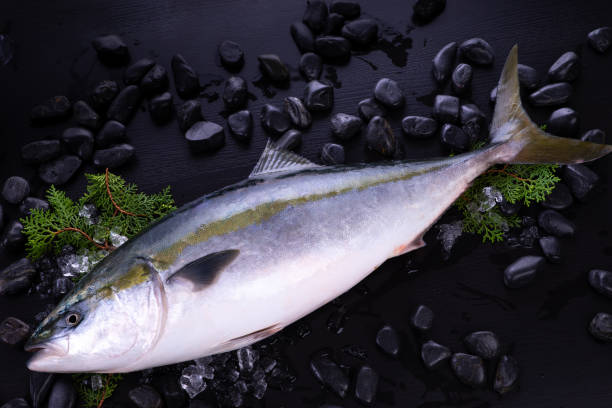 Yellowtail Whole