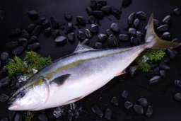 Yellowtail Whole