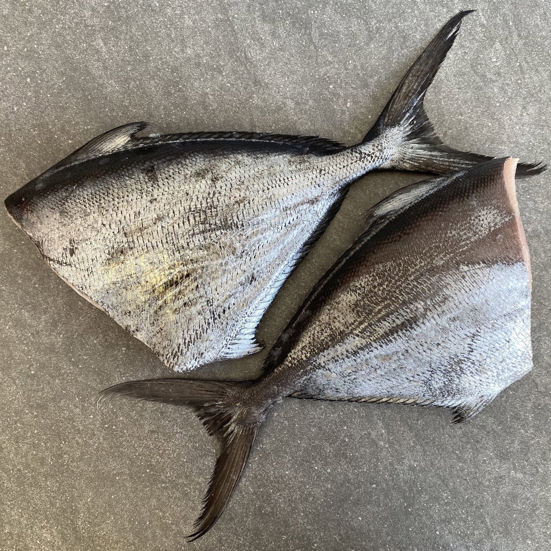 Angel Fish H&G